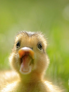 水辺の鳥 ガァァ ガァ アヒルの子 の待ち受け画像 壁紙 動物 パラダイス