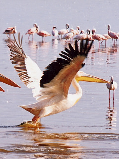 水辺の鳥 ペリカンの行列 の待ち受け画像 壁紙 動物 パラダイス