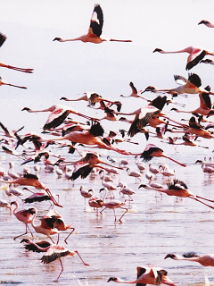水辺の鳥 飛び立つフラミンゴ の待ち受け画像 壁紙 動物 パラダイス