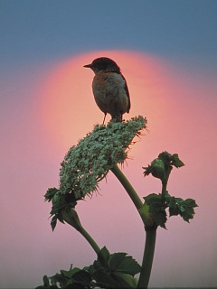 日本の野鳥 朝日の昇る頃 ノビタキ の待ち受け画像 壁紙 動物 パラダイス