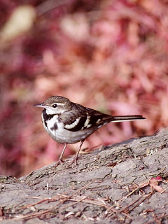 日本の野鳥 歌声 イワミセキレイ の待ち受け画像 壁紙 動物 パラダイス