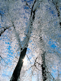 癒しの森 雪の木とかすかな光 の待ち受け画像 壁紙 動物 パラダイス