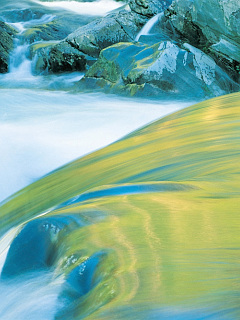 水のせせらぎ 緑の川 の待ち受け画像 壁紙 動物 パラダイス