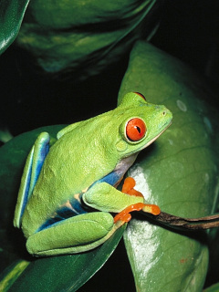 カエル 緑葉 カエル の待ち受け画像 壁紙 動物 パラダイス