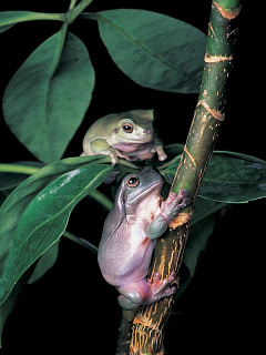 カエル カエルの木登り訓練 の待ち受け画像 壁紙 動物 パラダイス