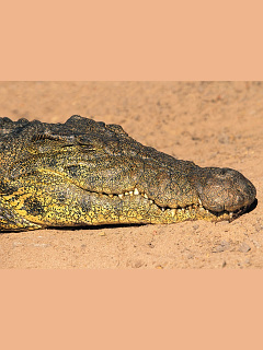 ワニ ヘビ カメ ねみぃのさ ワニ の待ち受け画像 壁紙 動物 パラダイス