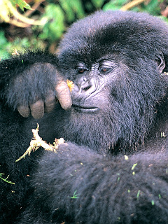 猿 ゴリラ チンパンジー 一杯やってく ゴリラ の待ち受け画像 壁紙 動物 パラダイス
