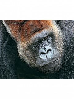 猿 ゴリラ チンパンジー もんくあんの ゴリラ の待ち受け画像 壁紙 動物 パラダイス