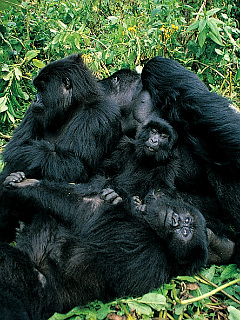 猿 ゴリラ チンパンジー ゴリラひとかたまり の待ち受け画像 壁紙 動物 パラダイス