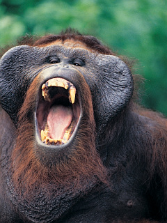 猿 ゴリラ チンパンジー 威嚇するオランウータン の待ち受け画像 壁紙 動物 パラダイス