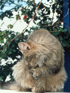 ねこ ミコノス島のチンチラ系猫 の待ち受け画像 壁紙 動物 パラダイス