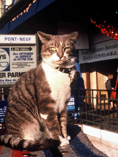 ねこ パリの街頭オルガンの猫 の待ち受け画像 壁紙 動物 パラダイス