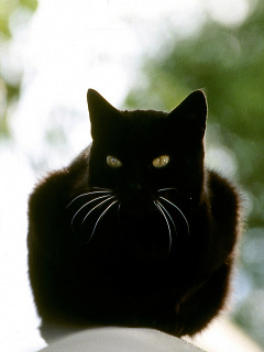 ねこ チュニジアのヒゲだけ白い黒猫 の待ち受け画像 壁紙 動物 パラダイス