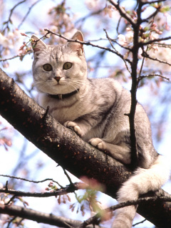 京都の桜と町の猫 の待ち受け画像 壁紙 動物 パラダイス