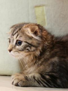 ねこ ブルーな気分 の待ち受け画像 壁紙 動物 パラダイス