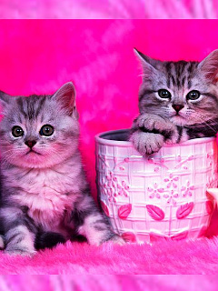 ねこ ピンク大好き の待ち受け画像 壁紙 動物 パラダイス