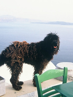 いぬ サントリーニ島の犬 の待ち受け画像 壁紙 動物 パラダイス