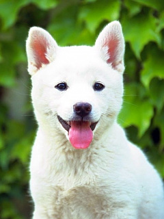 いぬ 紀州犬の赤ちゃん の待ち受け画像 壁紙 動物 パラダイス