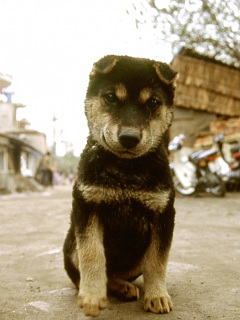 いぬ 超キュート ベトナム犬の子 の待ち受け画像 壁紙 動物 パラダイス