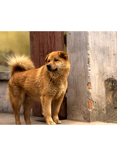 いぬ ベトナムの達観犬 の待ち受け画像 壁紙 動物 パラダイス