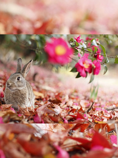 ハムスター ウサギなど 椿の赤とウサギ の待ち受け画像 壁紙 動物 パラダイス