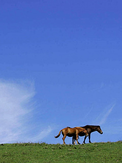馬 ミサキウマの風景 の待ち受け画像 壁紙 動物 パラダイス