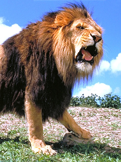 ライオン 百獣の王 ライオン の待ち受け画像 壁紙 動物 パラダイス