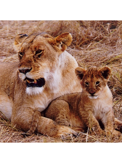ライオン ライオン親子 の待ち受け画像 壁紙 動物 パラダイス