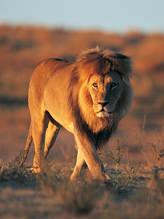 夕焼けとライオン の待ち受け画像 壁紙 動物 パラダイス