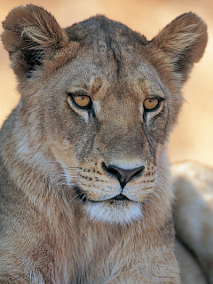 ライオン 雌ライオンの表情 の待ち受け画像 壁紙 動物 パラダイス