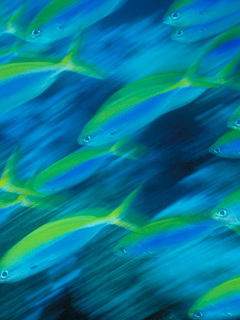 ウミガメ 熱帯魚 光の速さで ウメイロモドキ の待ち受け画像 壁紙 動物 パラダイス