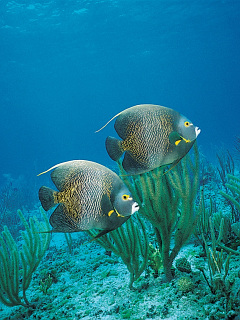 ウミガメ 熱帯魚 珊瑚礁のカップル の待ち受け画像 壁紙 動物 パラダイス