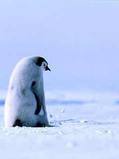ペンギン 雪を蹴ってお散歩 の待ち受け画像 壁紙 動物 パラダイス