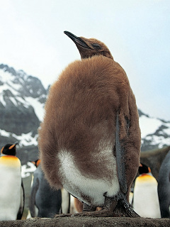 ペンギン 子供の毛が抜けかけのキングペンギン の待ち受け画像 壁紙 動物 パラダイス