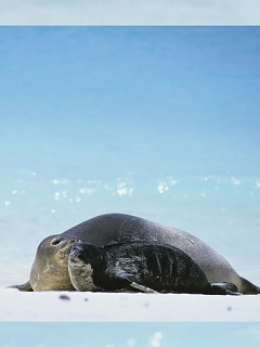 アシカ アザラシ アザラシ親子の風景 の待ち受け画像 壁紙 動物 パラダイス