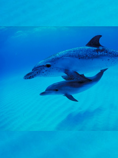 クジラ イルカ イルカの親子 の待ち受け画像 壁紙 動物 パラダイス