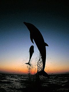 クジラ イルカ 夕暮れ時のジャンプ の待ち受け画像 壁紙 動物 パラダイス