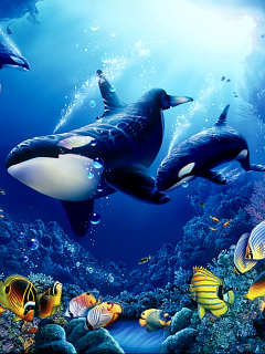 クジラ イルカ ディライト オブ ライフ の待ち受け画像 壁紙 動物 パラダイス