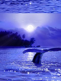 クジラ イルカ ミスティカル ライフ オブ シー の待ち受け画像 壁紙 動物 パラダイス