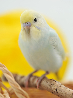 世界の鳥 ペールトーンカラー セキセイインコ の待ち受け画像 壁紙 動物 パラダイス