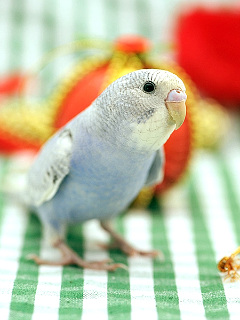 世界の鳥 クリスマスの準備 セキセイインコ の待ち受け画像 壁紙 動物 パラダイス