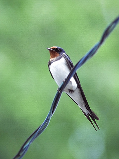 日本の野鳥 玄鳥 ツバメ の待ち受け画像 壁紙 動物 パラダイス