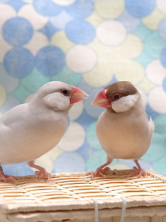 日本の野鳥 にらめっこ 文鳥 の待ち受け画像 壁紙 動物 パラダイス