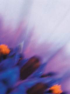 花 紫と白の花 の待ち受け画像 壁紙 動物 パラダイス