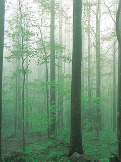 癒しの森 雨上がりの森 の待ち受け画像 壁紙 動物 パラダイス