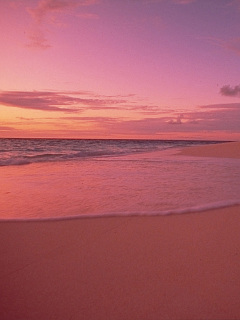 海の楽園 ピンクに染まるビーチ の待ち受け画像 壁紙 動物 パラダイス