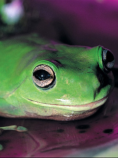 カエル 鮮やかな緑 の待ち受け画像 壁紙 動物 パラダイス