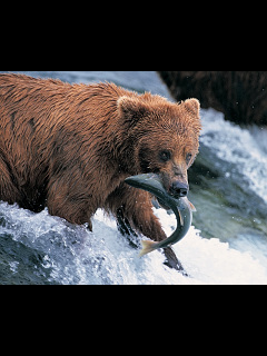 クマ カンガルー ウリボウ 猪 など 熊の鮭漁 の待ち受け画像 壁紙 動物 パラダイス