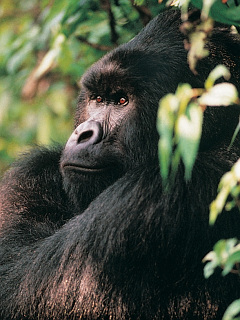 猿 ゴリラ チンパンジー 鼻でか ゴリラ の待ち受け画像 壁紙 動物 パラダイス