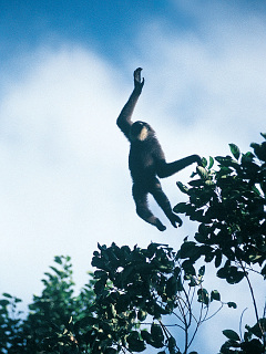 猿 ゴリラ チンパンジー ひゃっほぅ シロテテナガザル の待ち受け画像 壁紙 動物 パラダイス